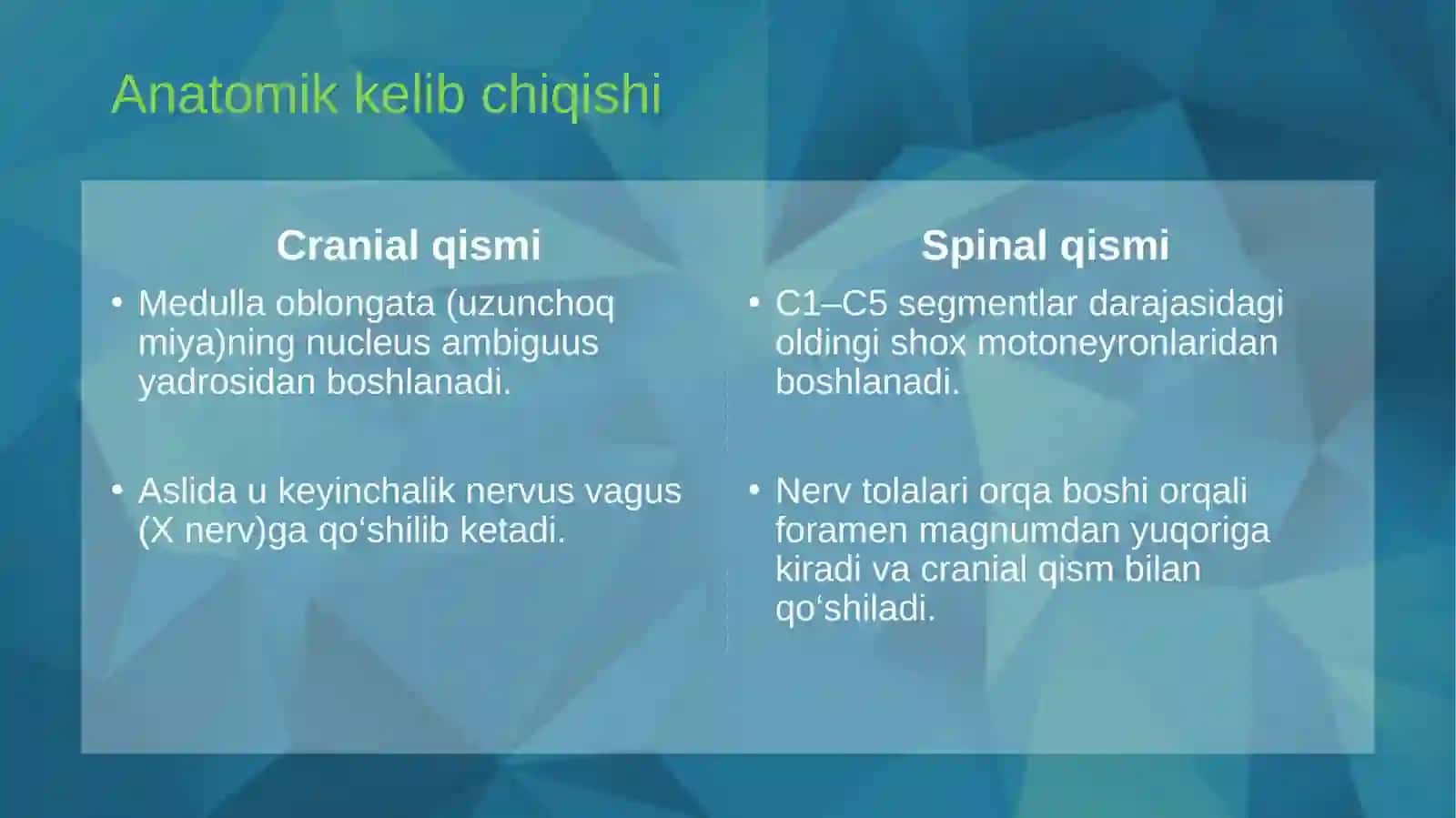 XI JUFT BOSHI MIYA NERVI (NERVUS ACCESSORIUS) 3