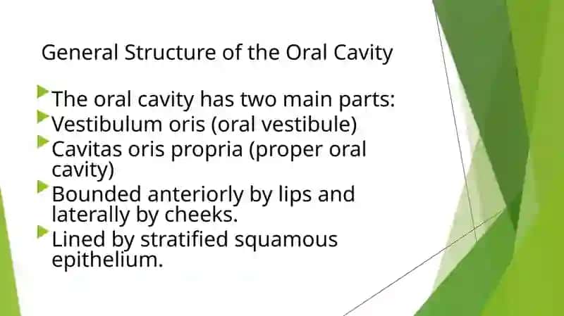 Anatomical structure of the oral cavity 3