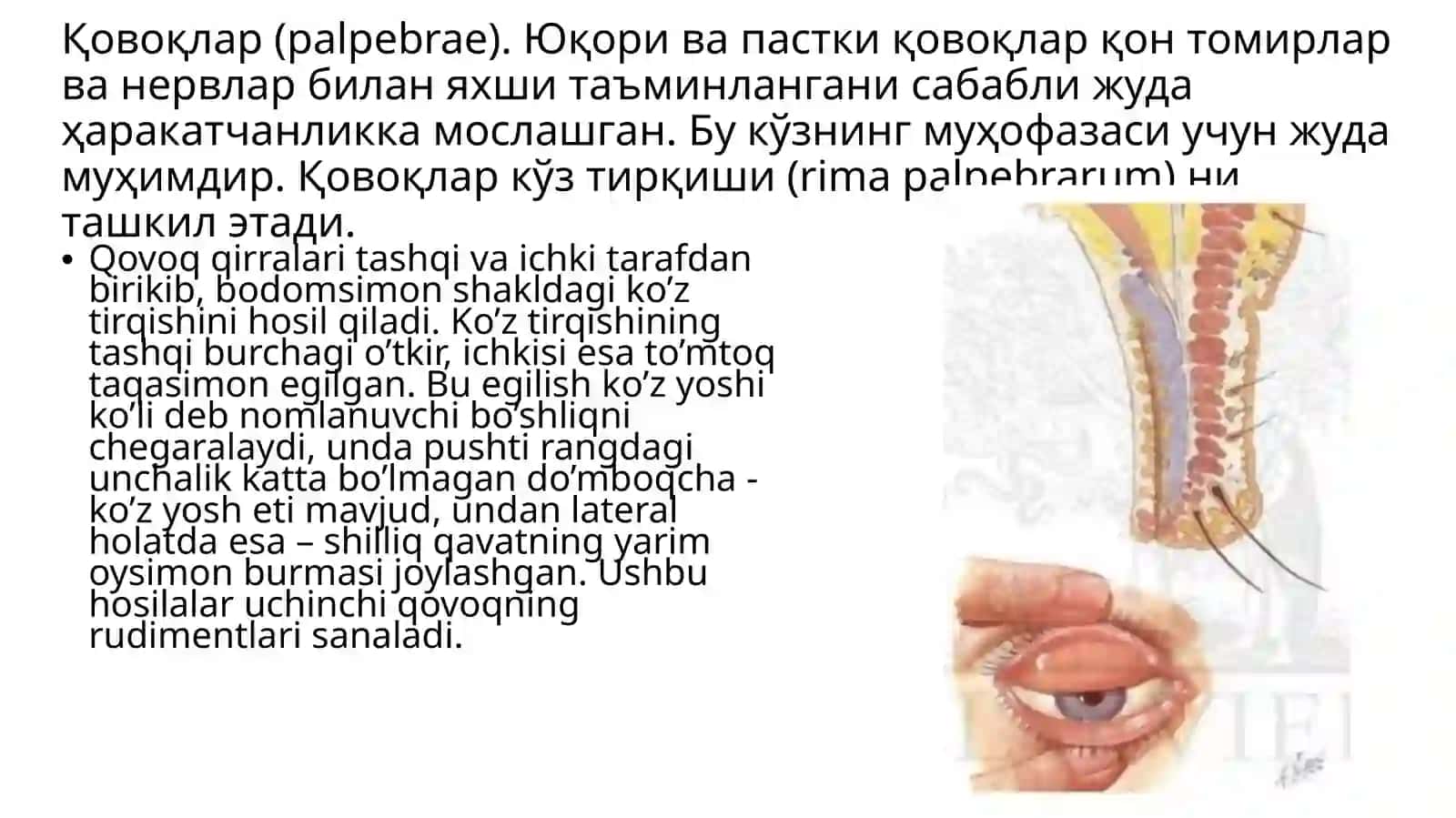 Кузнинг ёрдамчи аппарати анатомияси 3