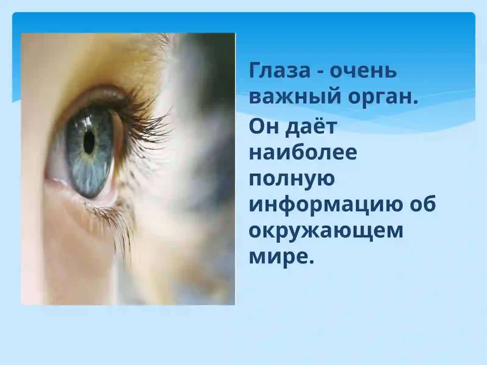 Глаза, строение, гигиена зрения 3