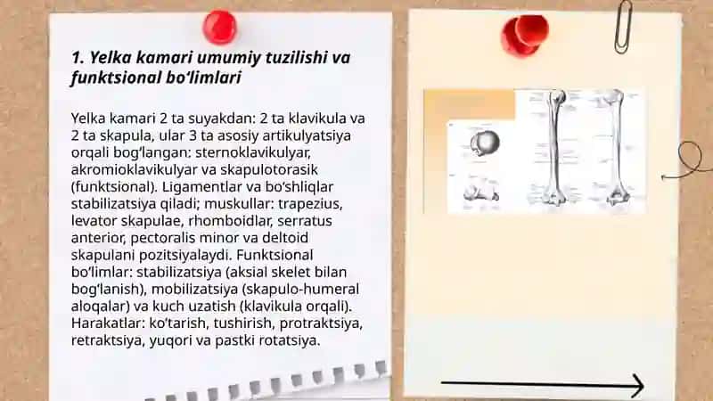 Yelka kamari va qo‘l erkin qismi suyaklari 3