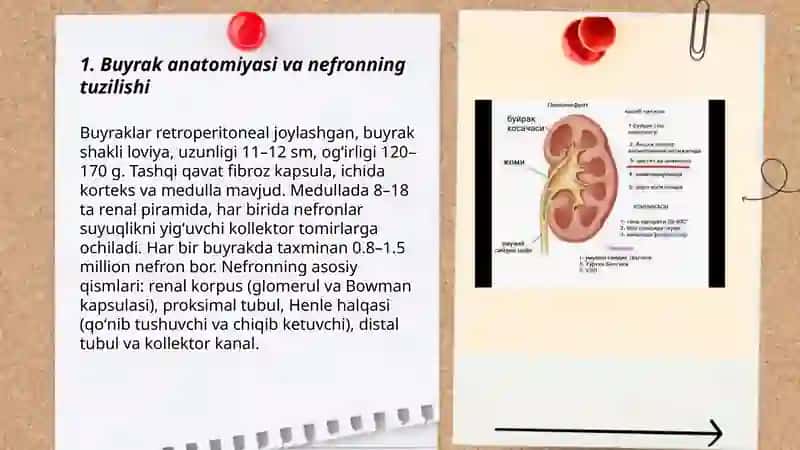 Buyraklar fiziologiyasi Ayirish sistemasi 3