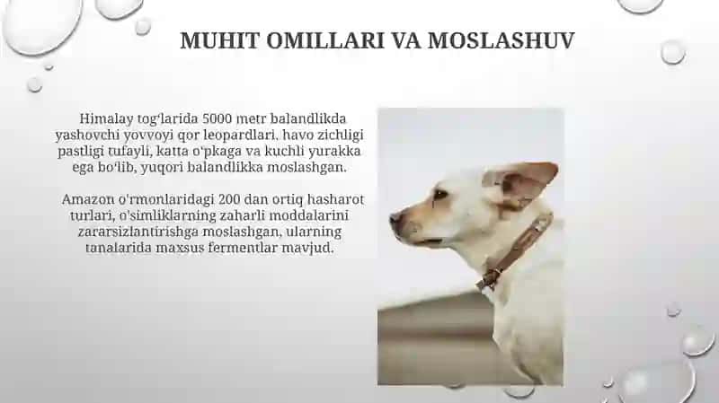 Muhit omillari va moslashuv 3