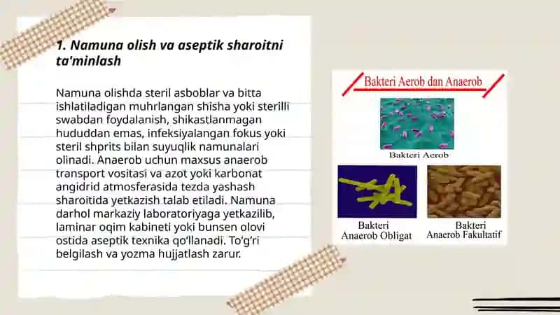 Aerob va anaerob bakteriyalarni sof xosilasini ajratish bosqichlari 3