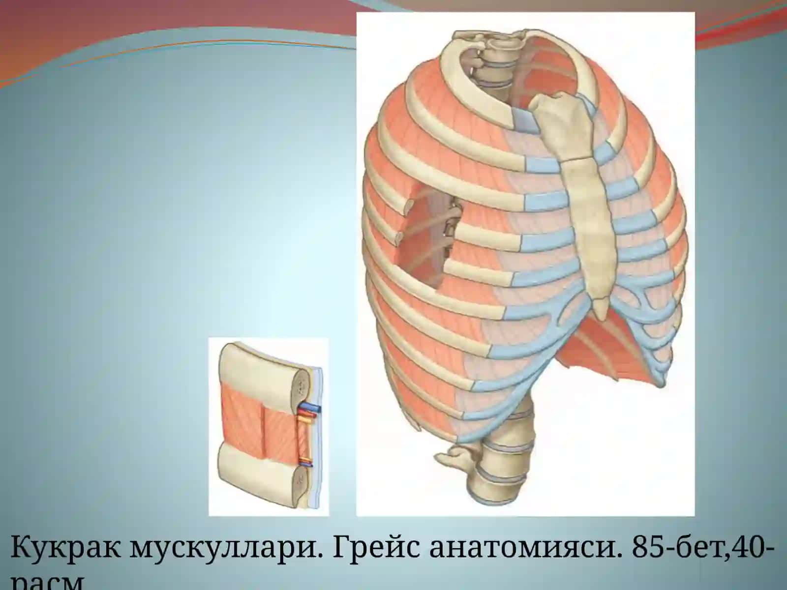 Кукрак мускуллари 3