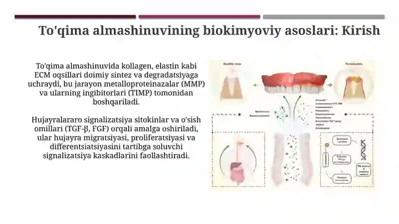 To'qima almashinuvining biokimyoviy asoslari 3