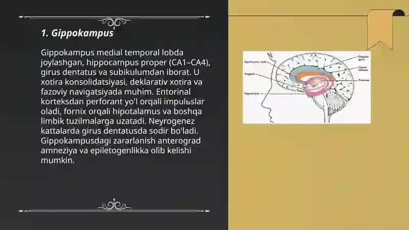 Limbik tizim asosiy anatomik xosilalar 3