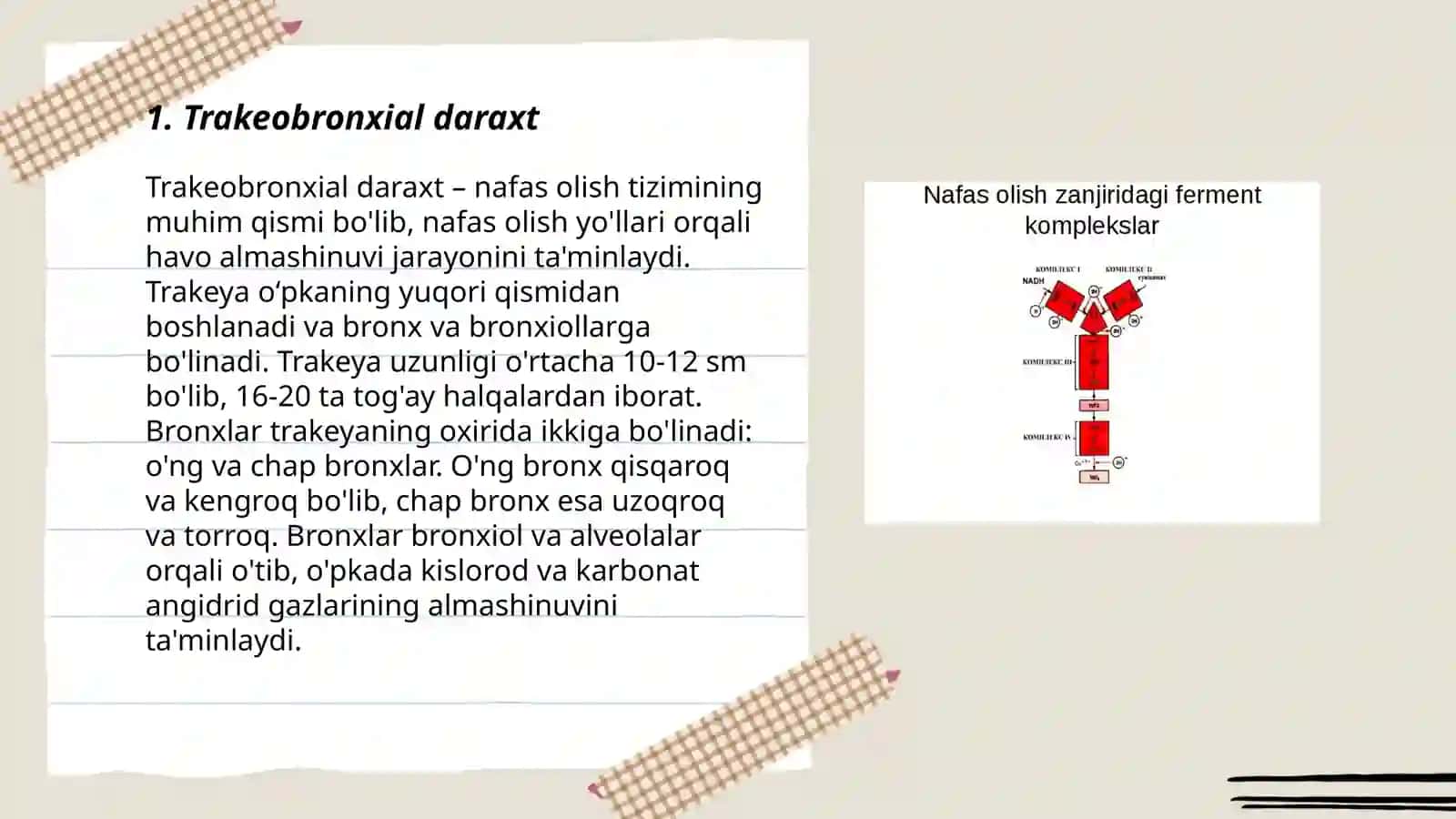 Murakkab anatomik terminlarning turlanish], Nafas olish tizimiga oid teminlar 3