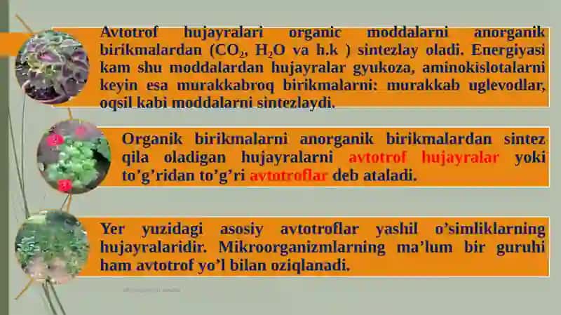 Hujayraning oziqlanishi 3