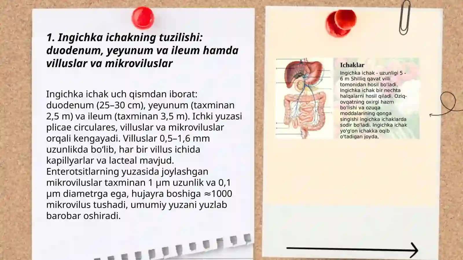 Ingichka va Yo'g'on Ichakda Ovqat Hazm Bo'lishi 3