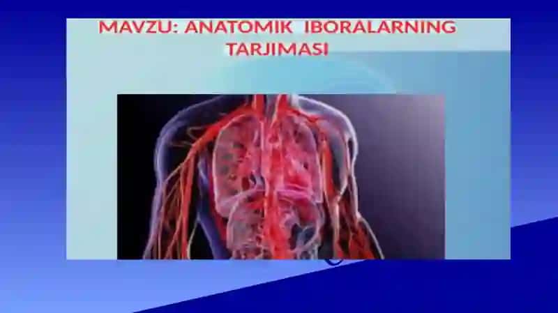 anatomik iboralarning tarjimasi 3