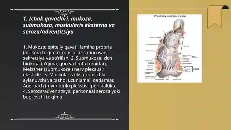 Ichak qavatlari va tuzilishi 3