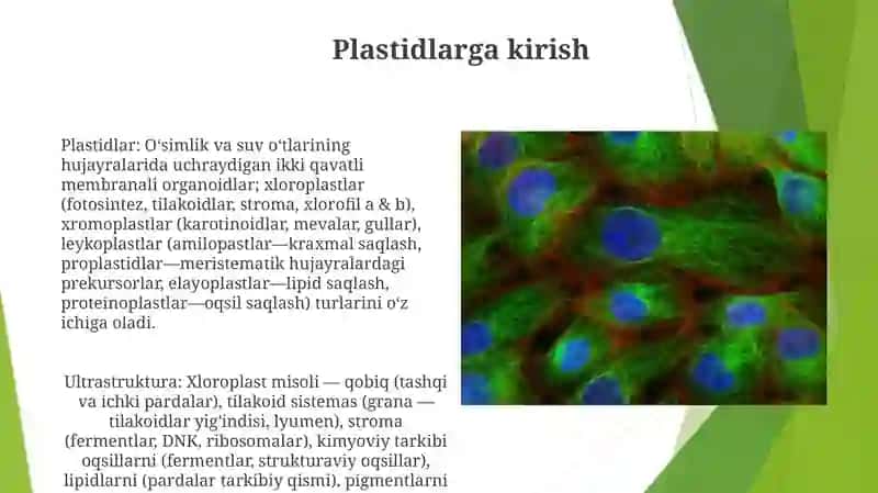 Hujayra plastidalarining tarifi, guruhlari, ultra strukturaviy va kimyoviy tuzilishi 3