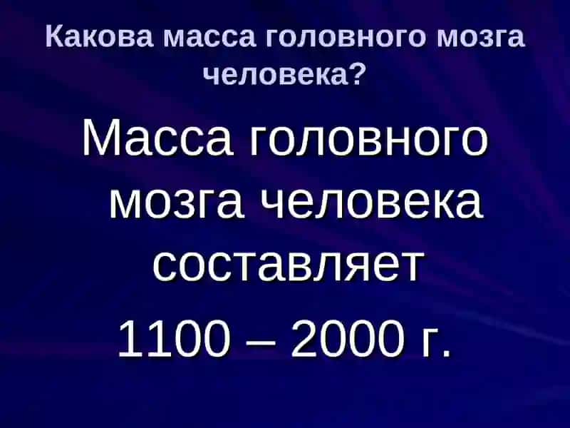 Строение и функции головного мозга 3