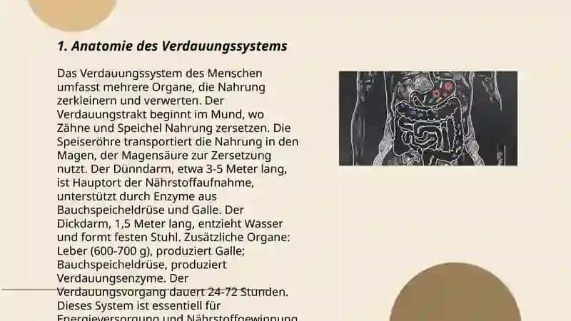 Anatomie des Verdauungssystems 3