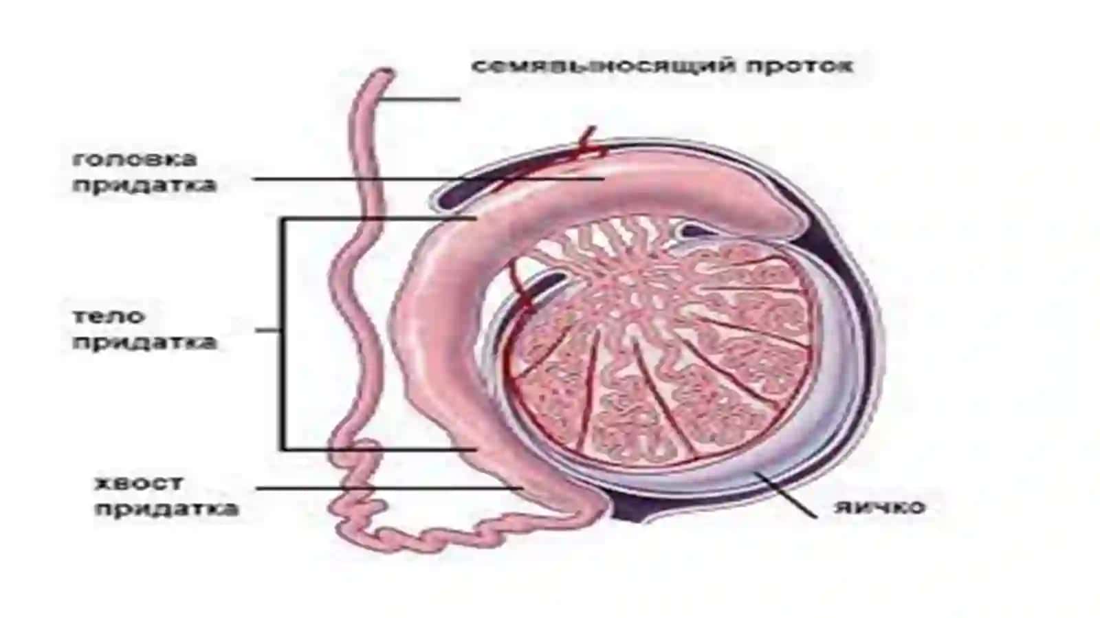 Urugʻhujayralarningkoʻpayishivaspermatogenez 3