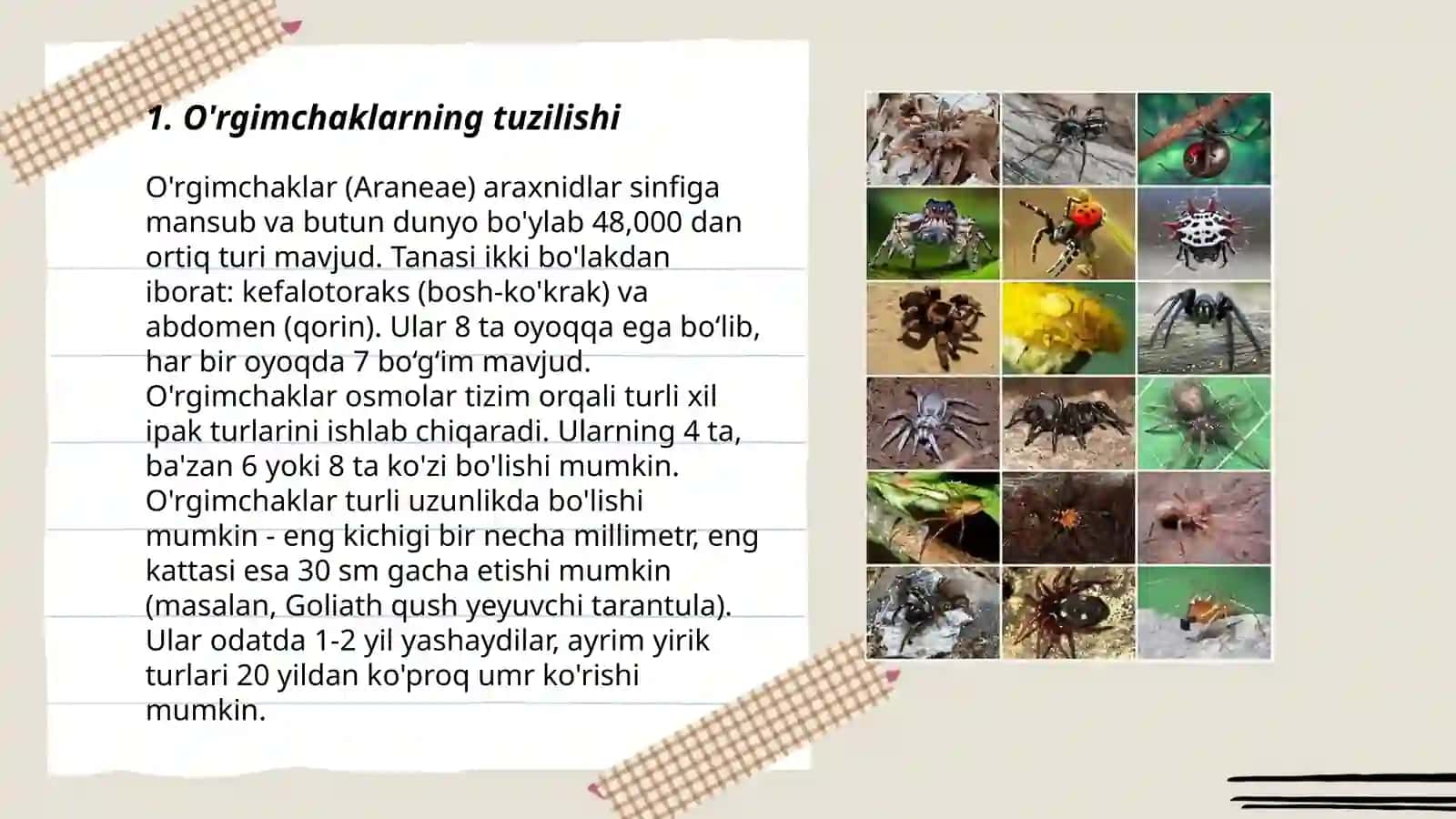 O'rgimchaksimonlar sinfi 3