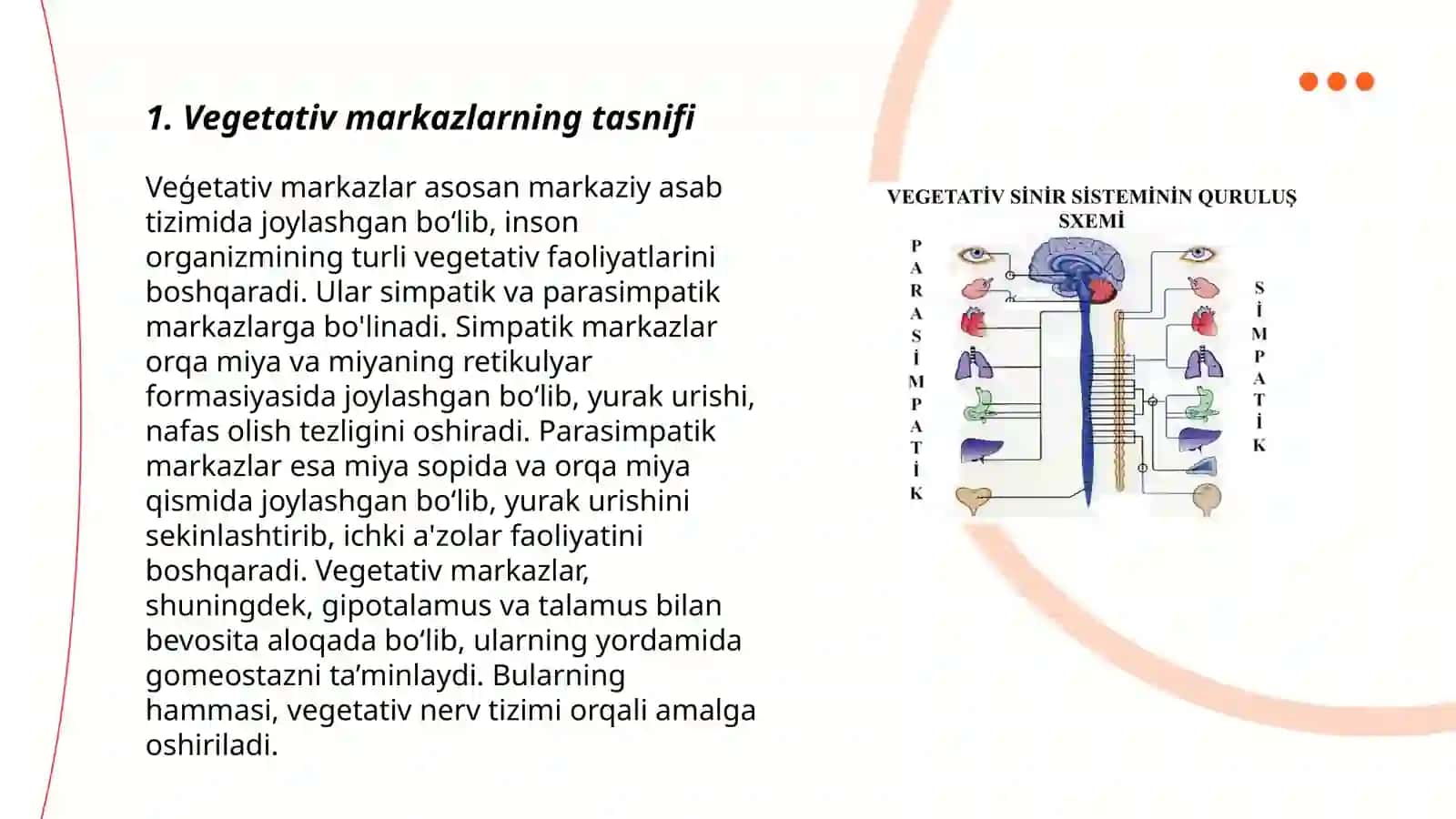 Vegetativ oliy markazlar va ularning funksional ahamiyati 3