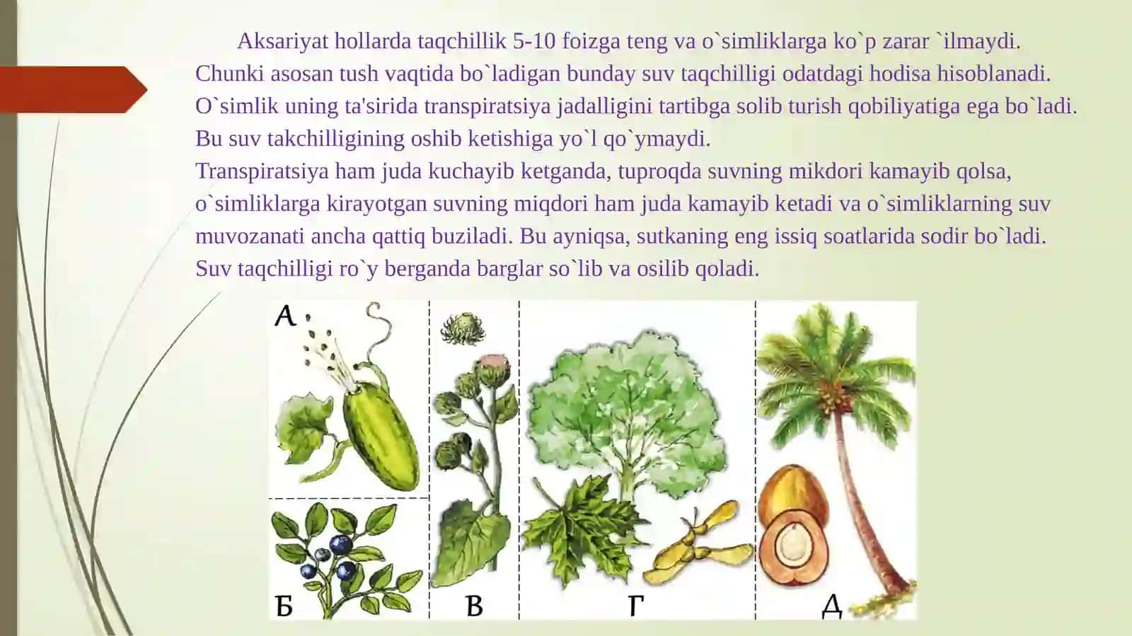 O’simliklarda suv almashinuv fiziologiyasi 3