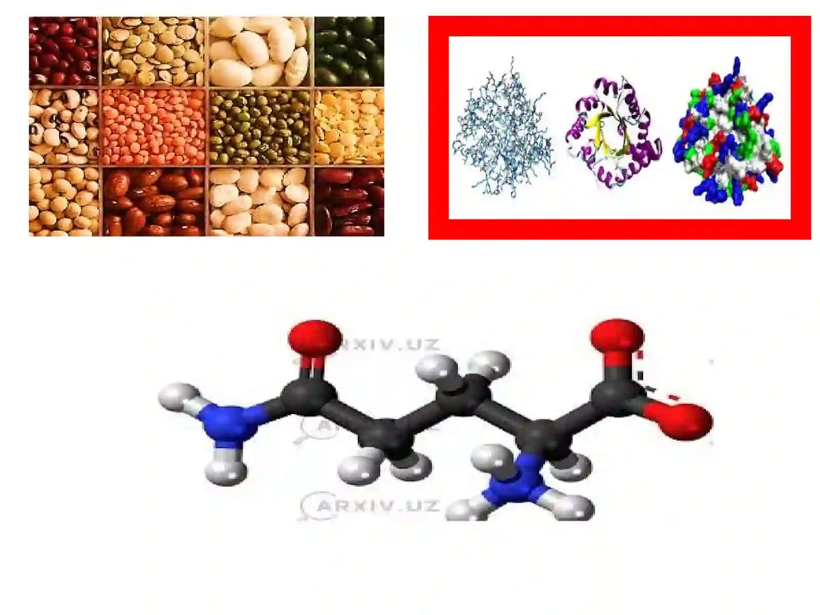 Proteyinopatiyalar 3
