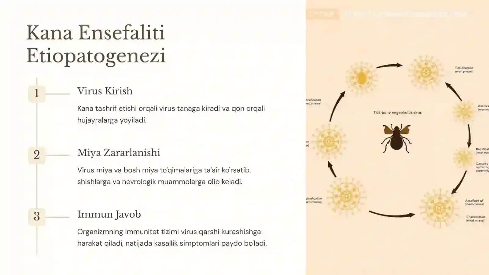 Kana Ensefaliti: Etiologiya, Epidemiologiya, Klinikasi, Diagnostika va Davolash 3
