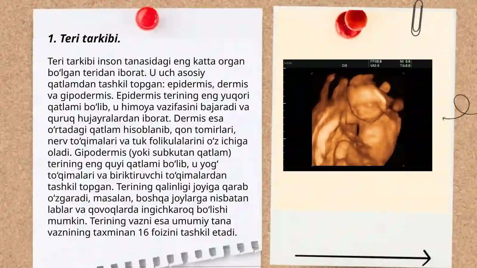 Terining ekskretor funksiyasi. Teri tarkibi 3