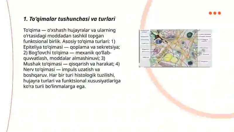 Toʻqimalar va ularning tuzilishi 3