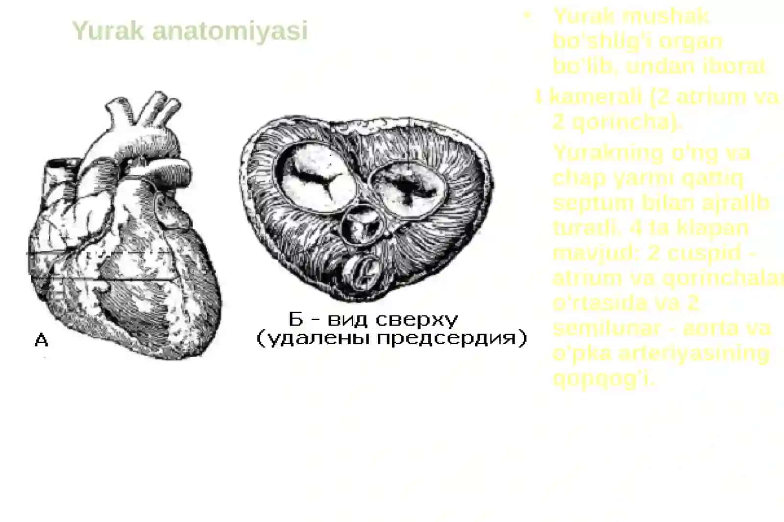 Yurakfiziologiyasi.Gemodinamikaningfiziologikasoslari 3