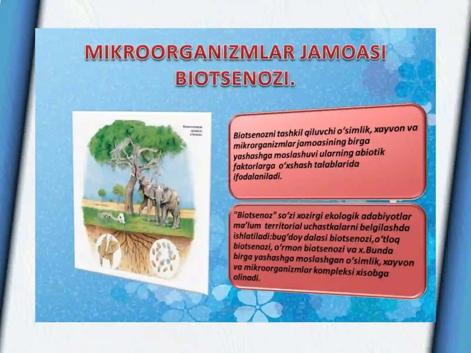Prokariot va eukariotlar bakteriyalarning struktura tuzilishi 3