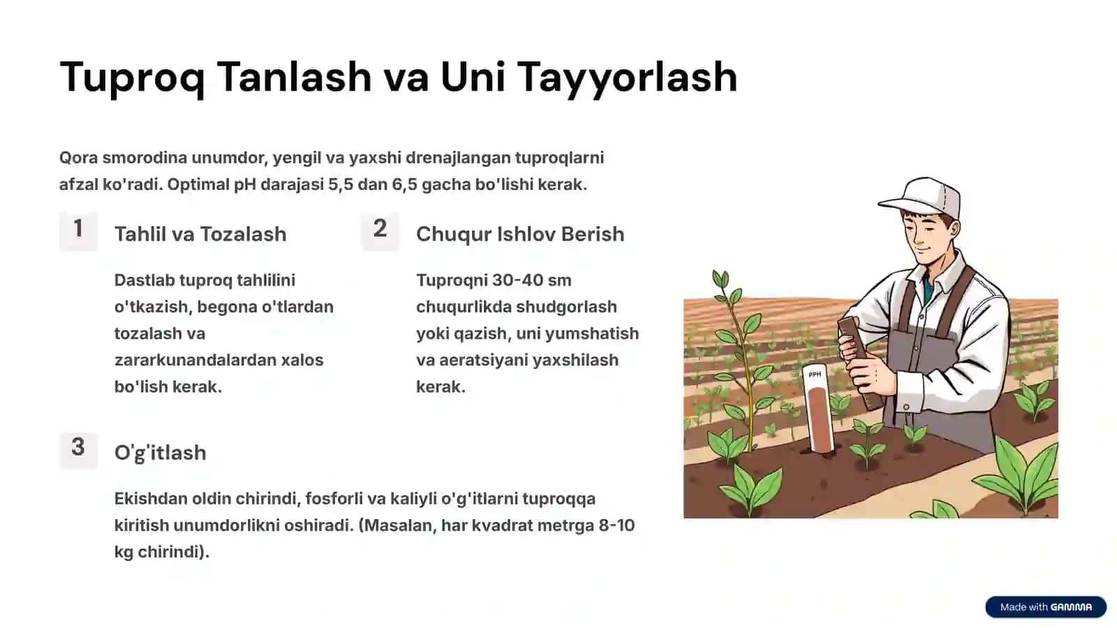 Qora Smorodina Yetishtirish Texnologiyasi 3