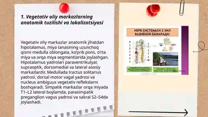 Vegitativ oliy markazlar va ularning funksional axamiyati 3
