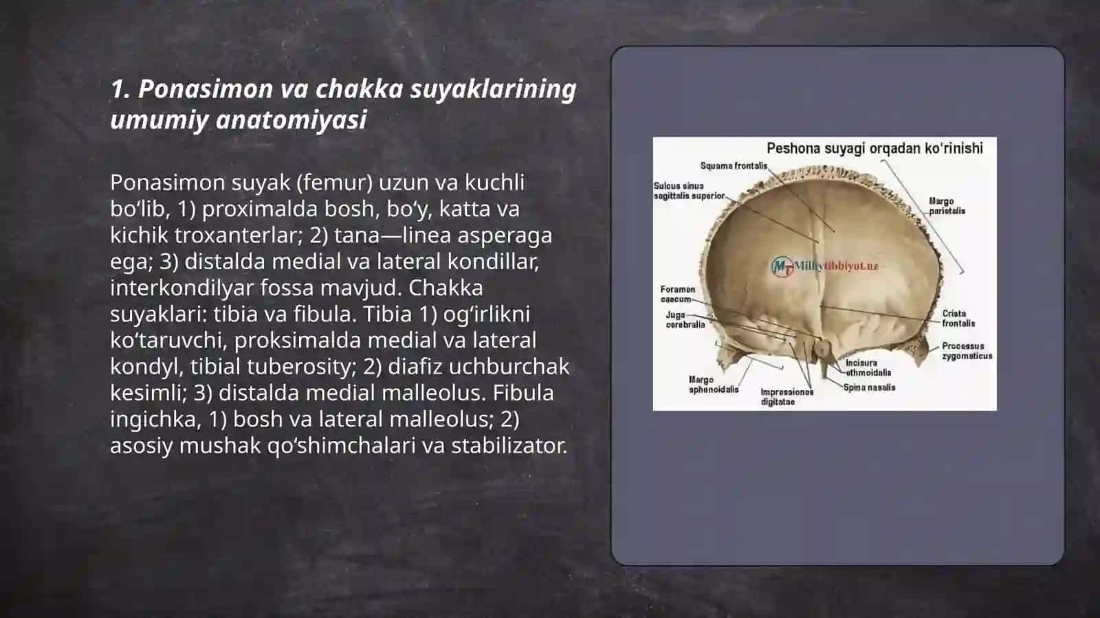 Ponasimon va chakka suyaklari 3