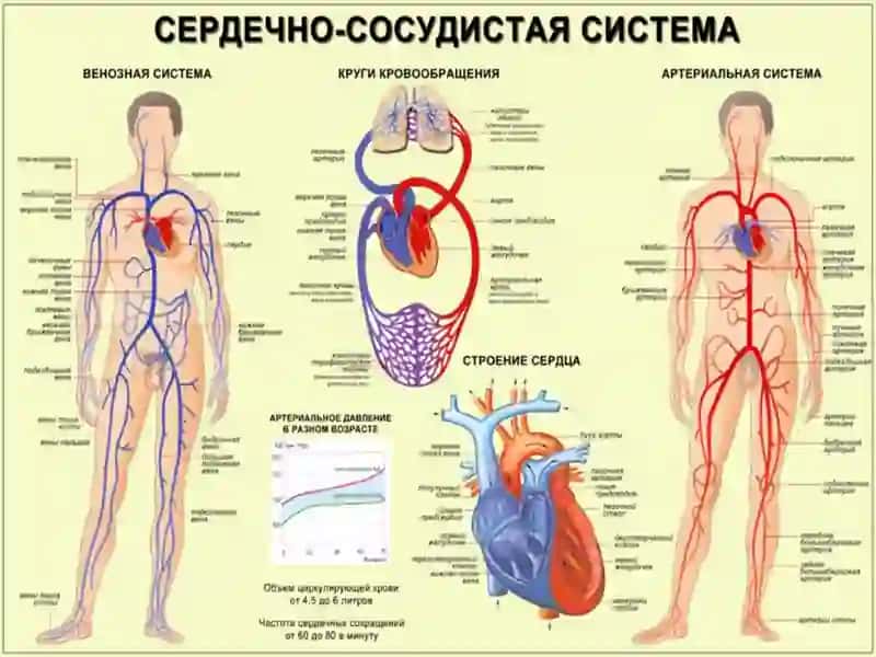 ИССЛЕДОВАНИЕ ФИЗИОЛОГИЧЕСКИХ СВОЙСТВ СЕРДЦА 3