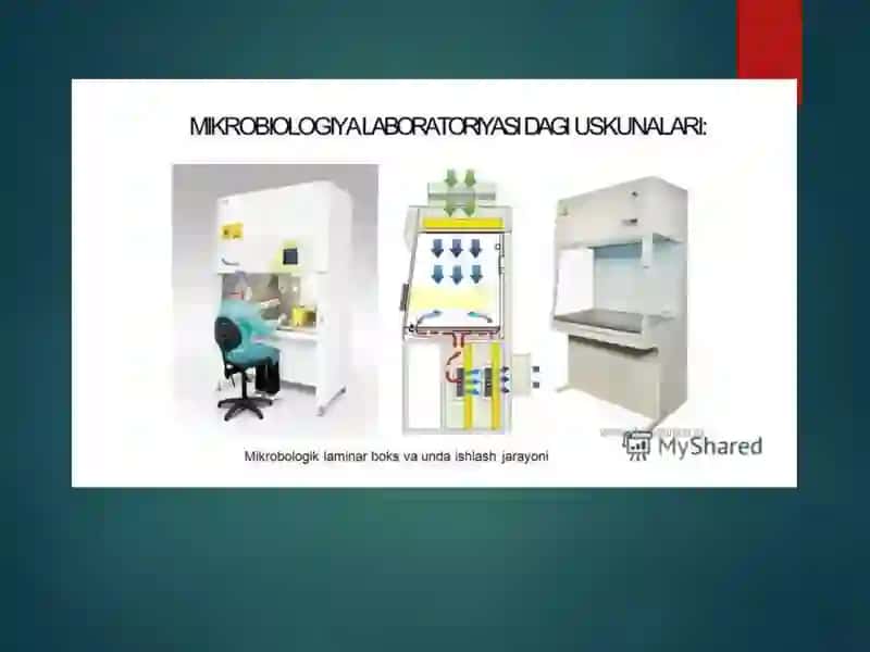 Mikroorganizmlarning strukturasi, murakkabbo’yashusullari 3