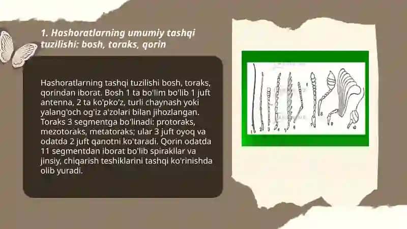 Hashoratlar tashqi tuzilishi tana boʻlimlari va undagi organlar 3