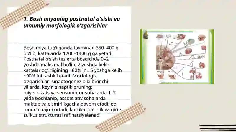 Bolalarda bosh miyaning morfalagik va funksional xususiyatlari 3