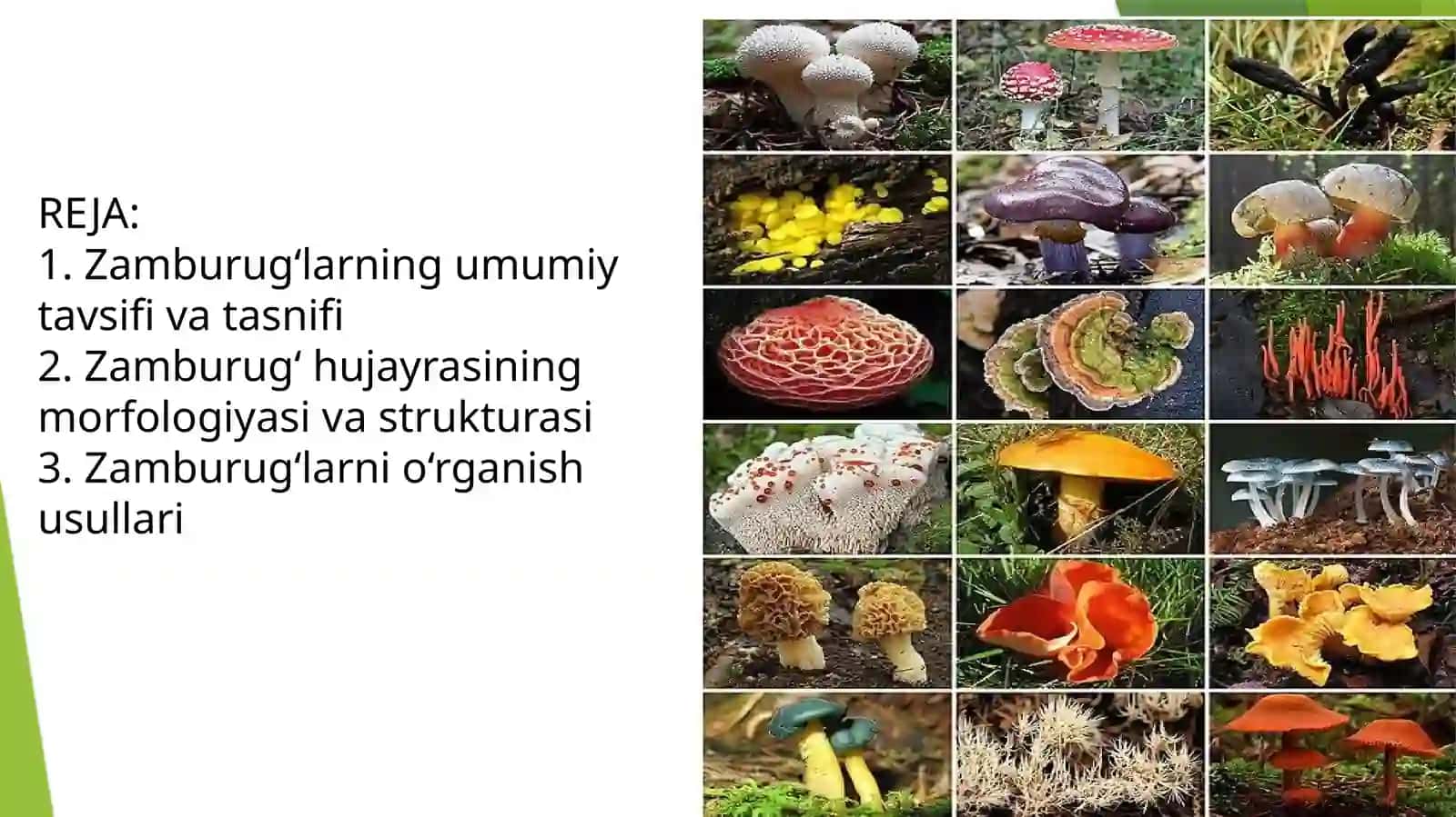 Zamburugʻlar 3