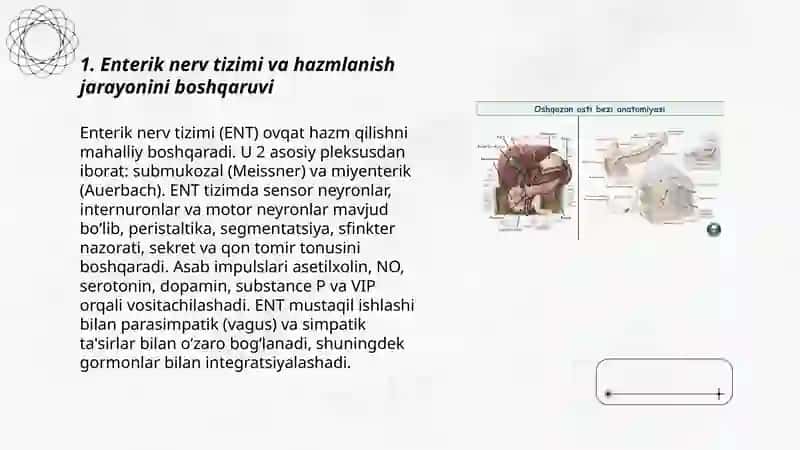 Enterik nerv tizimi va hazmlanish jarayonini boshqaruvi 3