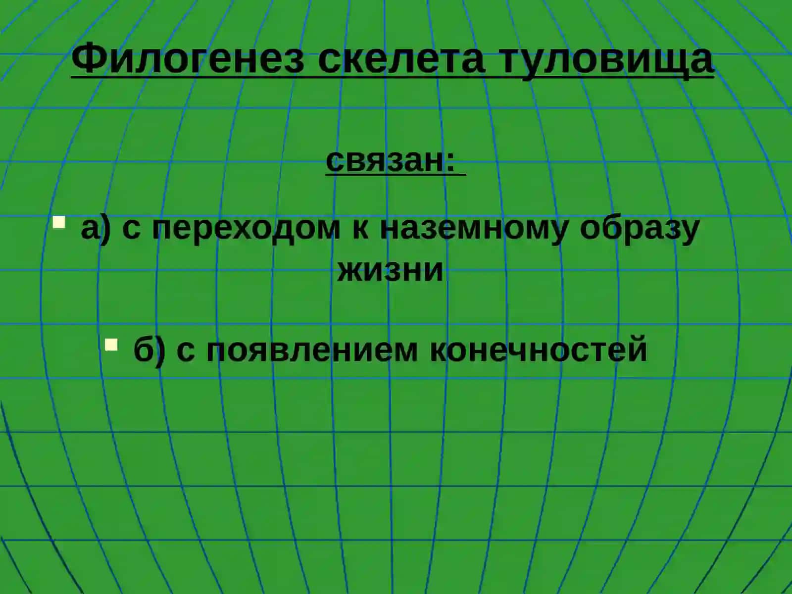Осевой скелет 3