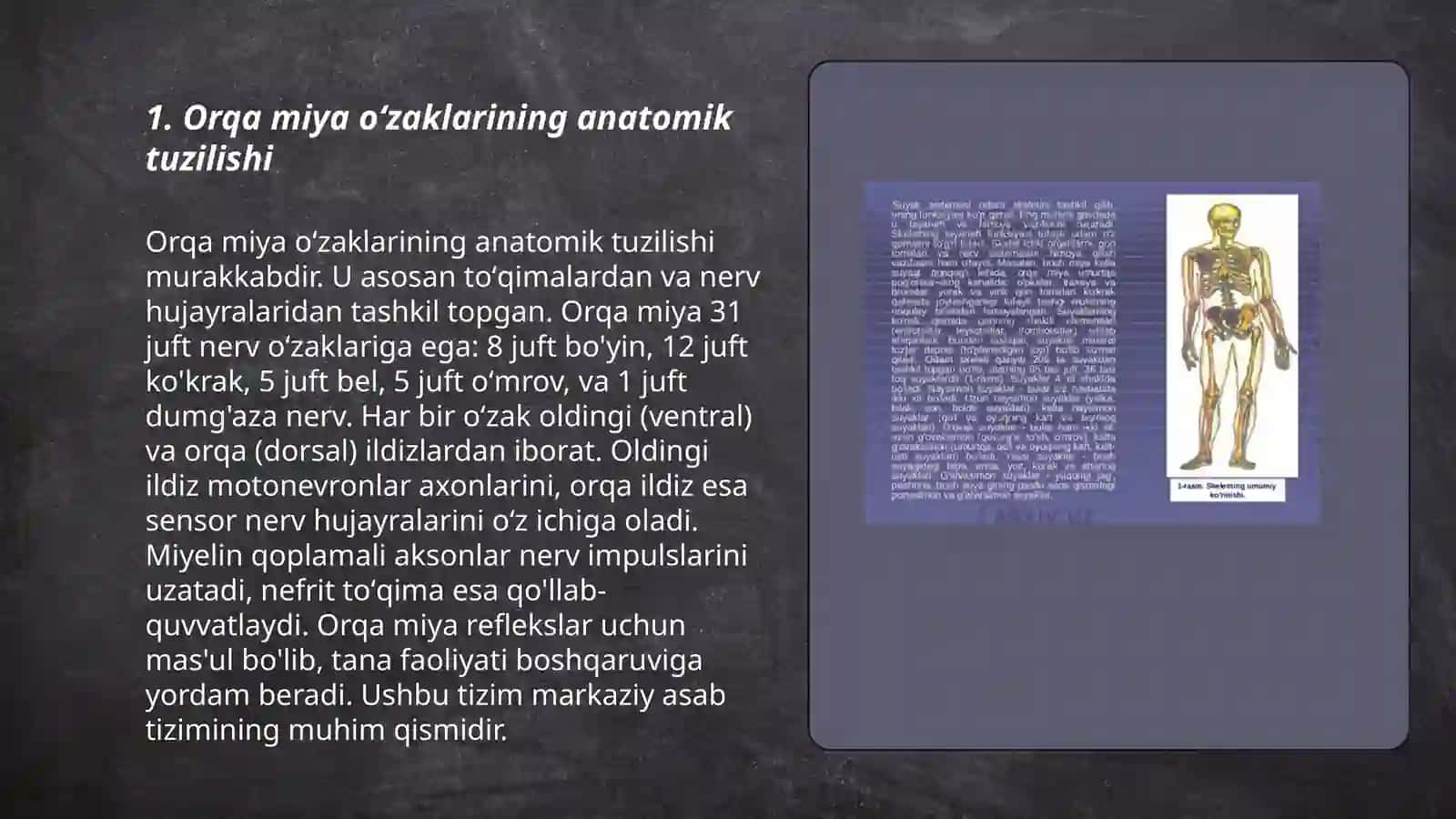 Orqa miya oʻzaklarining anatomik tuzilishi 3