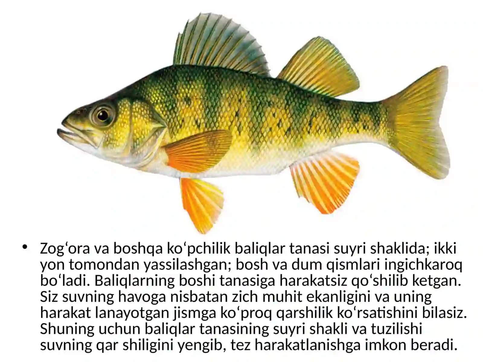 Baliqlarning tashqi tuzilishi 3