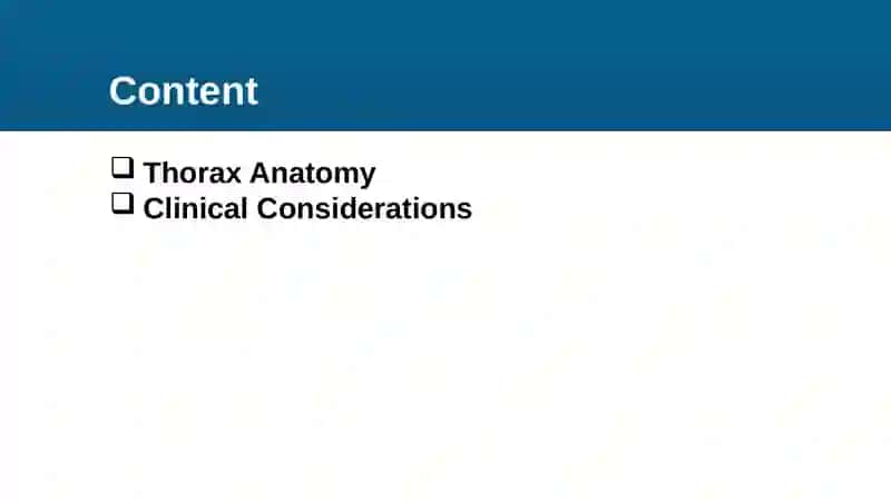 Thorax Anatomy 3
