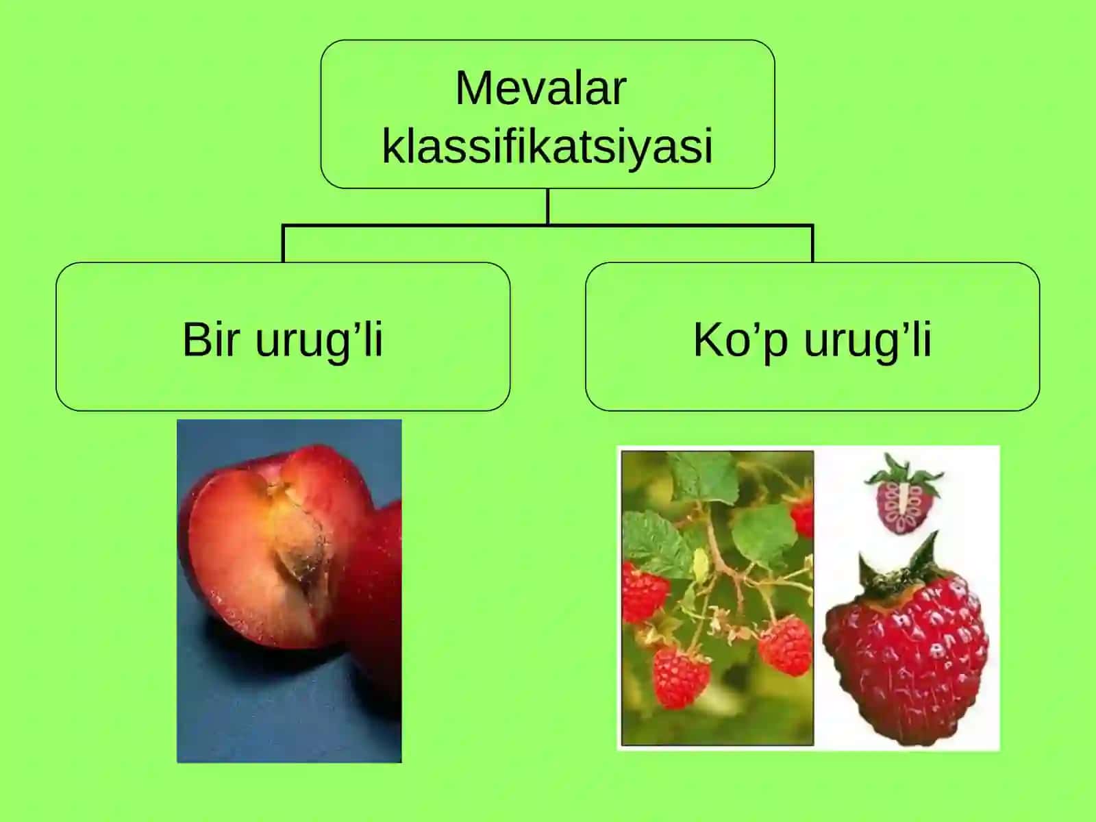Meva va uning xillari bilan tanishish 3