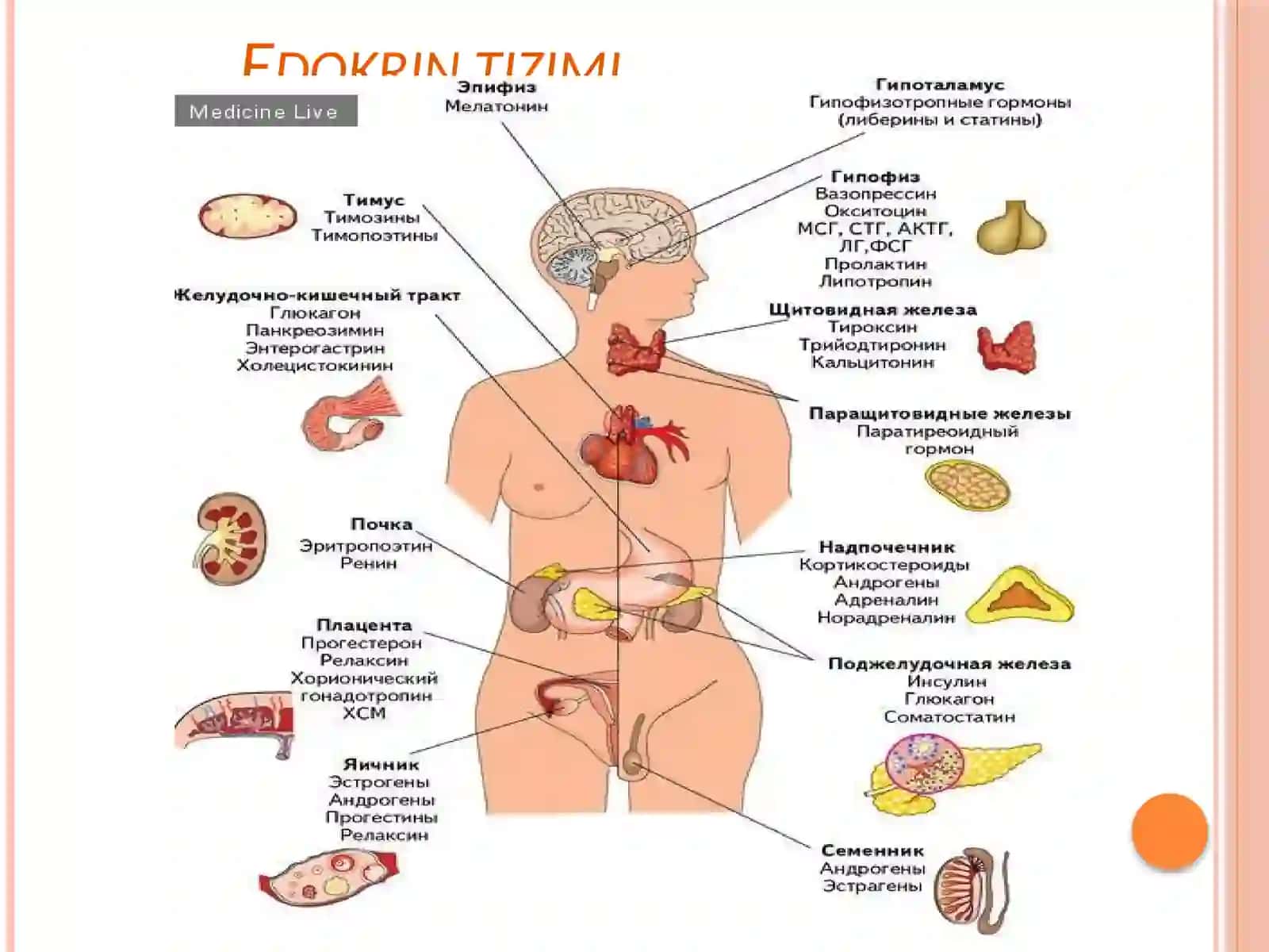Ekzokrin va endokrin a’zolar haqida tushuncha 3