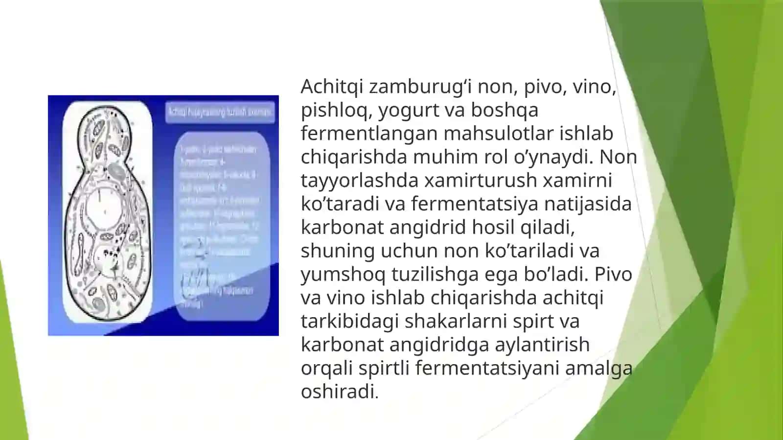 Achitqi zamburug‘i 3