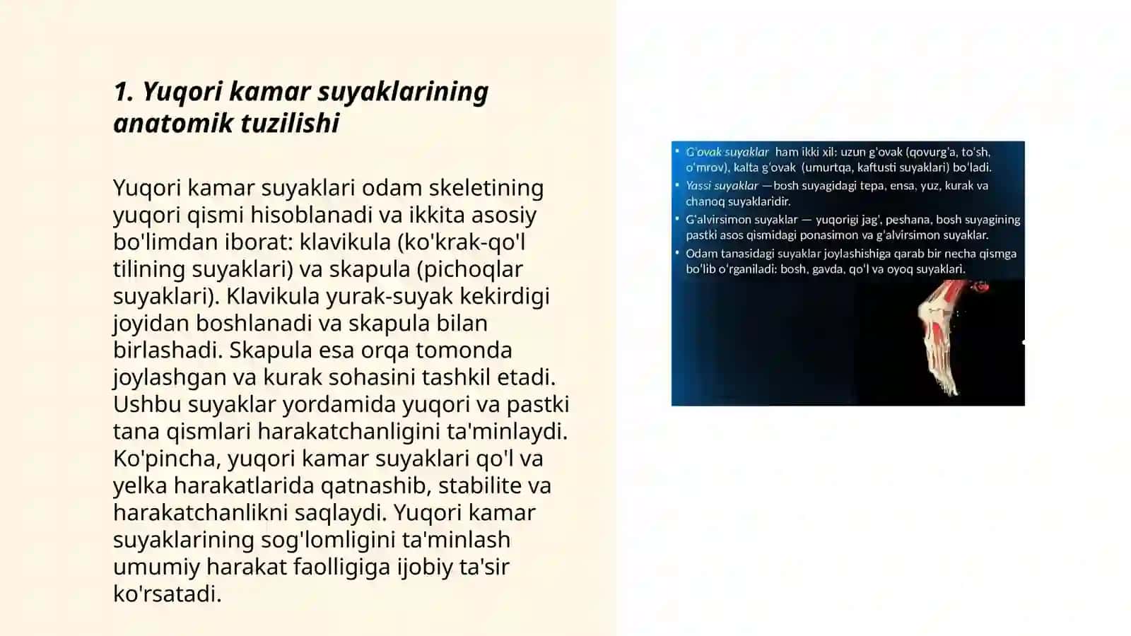 Yuqori kamar suyaklarining tuzilishi 3