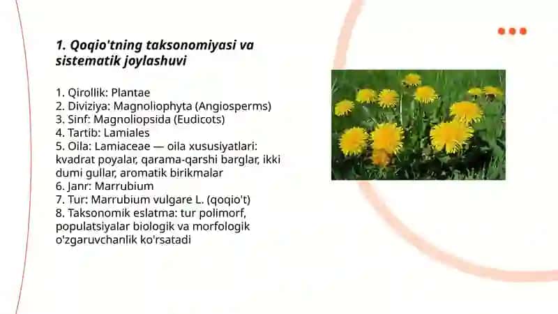 Qoqio't o'simligi va uning dorivorlik xususiyatlari 3