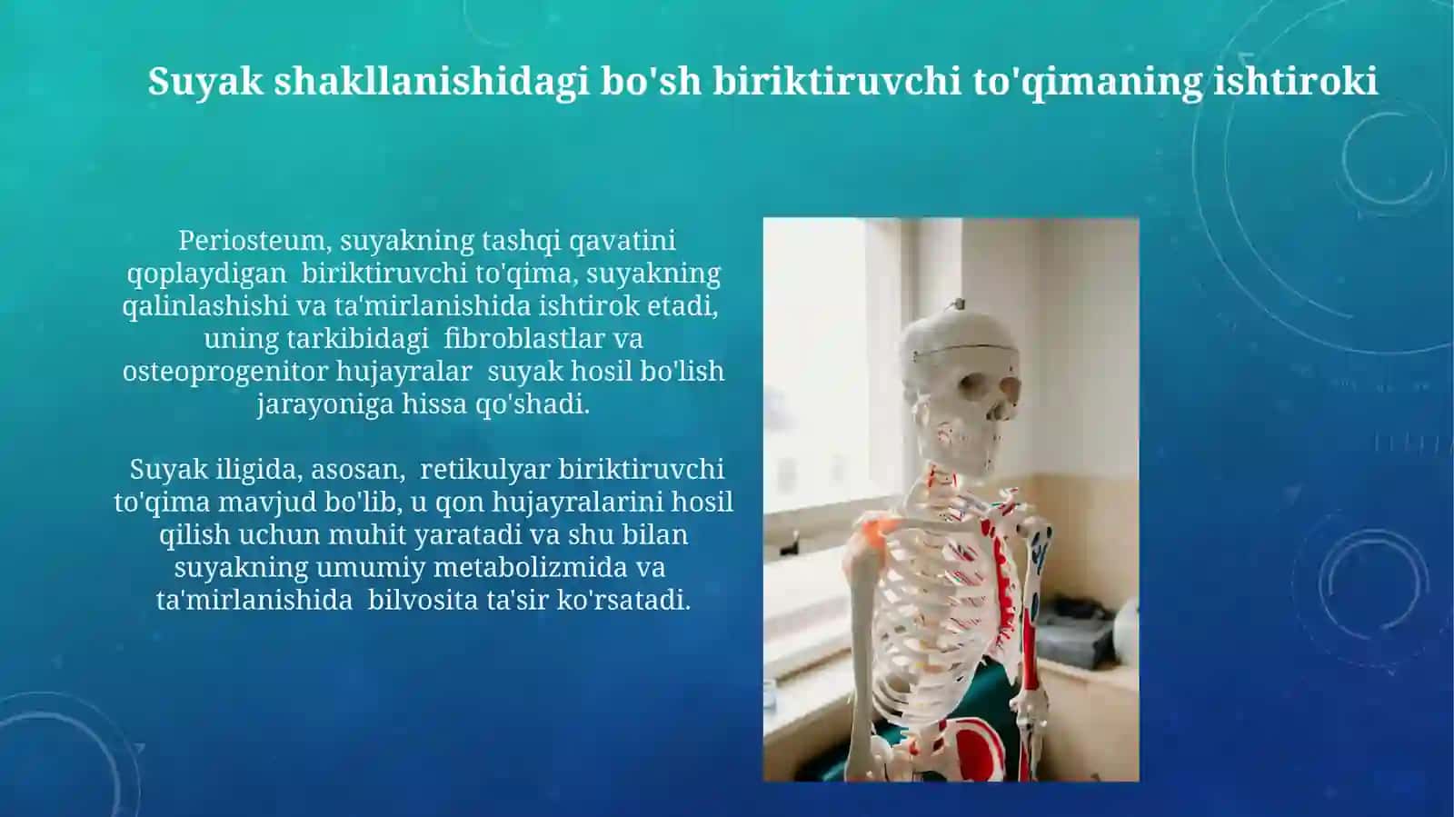 Qon va siyrak tolali biriktiruvchi to'qimaning o'zaro munosabati 3