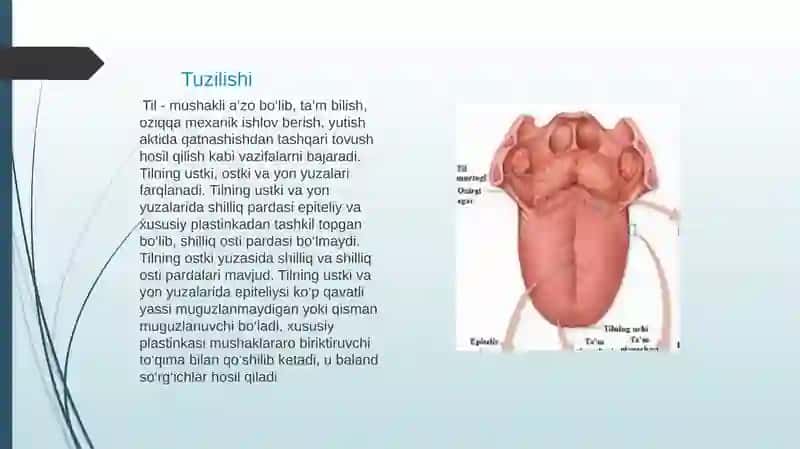 Ta’mbilisha’zosining morfo-funksional tavsifi 3