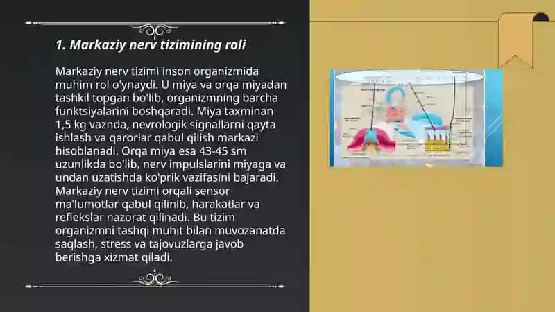 Markaziy nerv tizimining roli 3